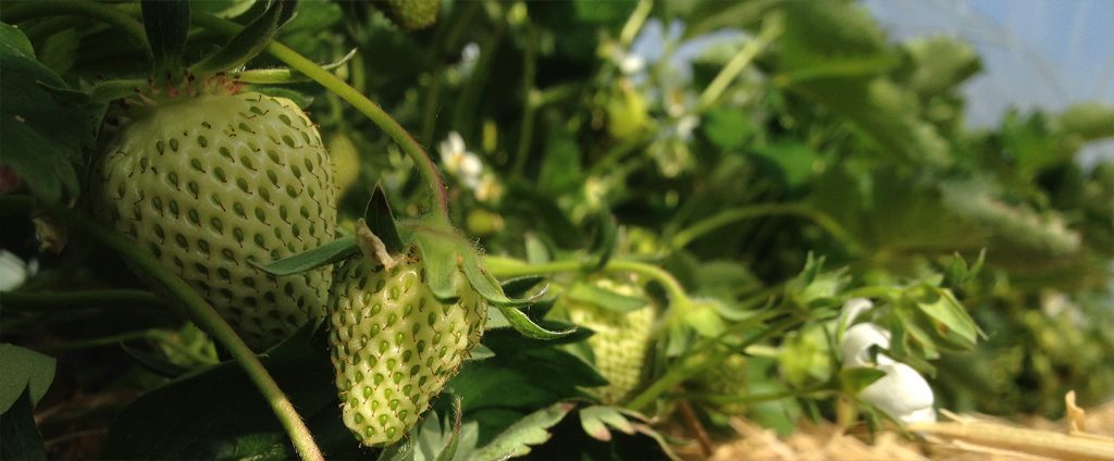 Fraises vertes - Fraises de Cléry