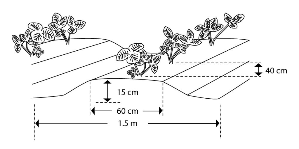 Jardin - Repiquage - Espacement des fraisiers