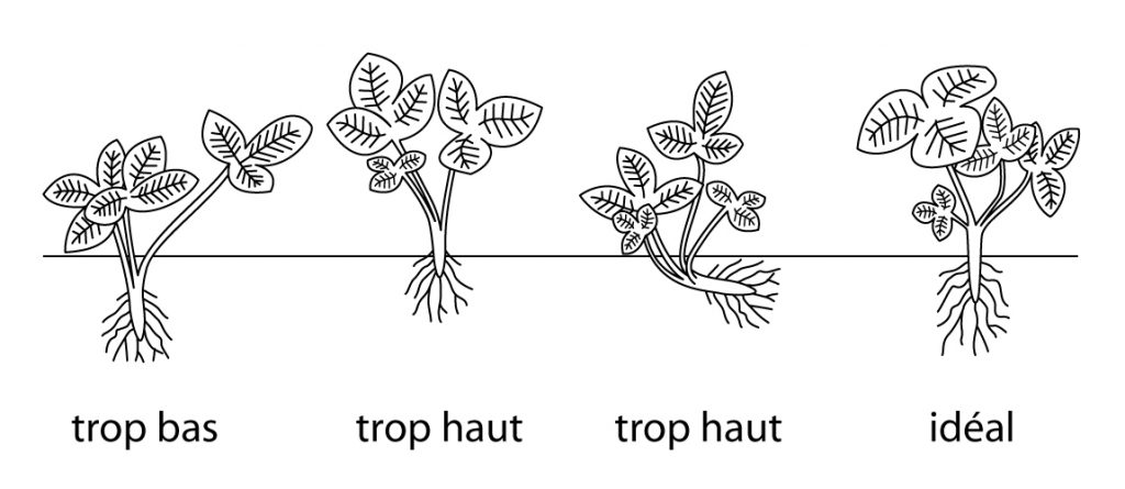 Jardin - Repiquage - Plantation des fraisiers