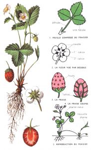 Botanique du fraisier