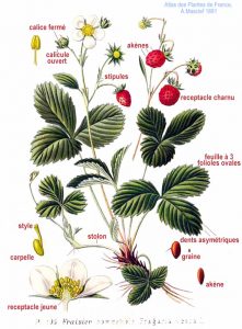 Atlas des plantes de France, A Masclef 1891 Fichier 103 Fragaria vesca L.