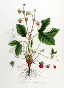 Fragaria Vesca