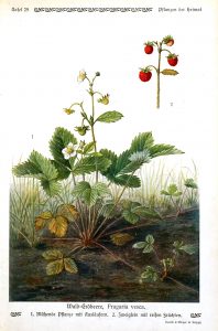 Wald Grobeere, Fragaria Vesca