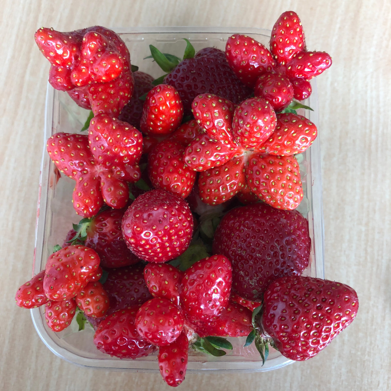 Fraises Difformes Et Rigolotes Dans Les Barquettes Fraises De Cl ry fraises-difformes-et-rigolotes-dans-les-barquettes-fraises-de-cl-ry