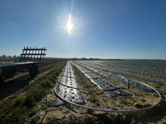 Installation de serres pour la saison 2025, protection des fraises et de l'équipe par rapport à la pluie et aux intempéries 🥰🍓
.
————
🍓 #fraise #fraises #fraisier #fraisiers #fruit #fruitsrouges #rouge #fruitsdesaison #saison #printemps #spring #agriculture #agriculteur #producteur #producteurlocal #produitslocaux #produitsdesaison #champs #pleinchamp #strawberry #strawberries #cultures #nature #pnr #vexin #vexinfrançais #pnrvexinfrancais #valdoise #clery #ventedirecte