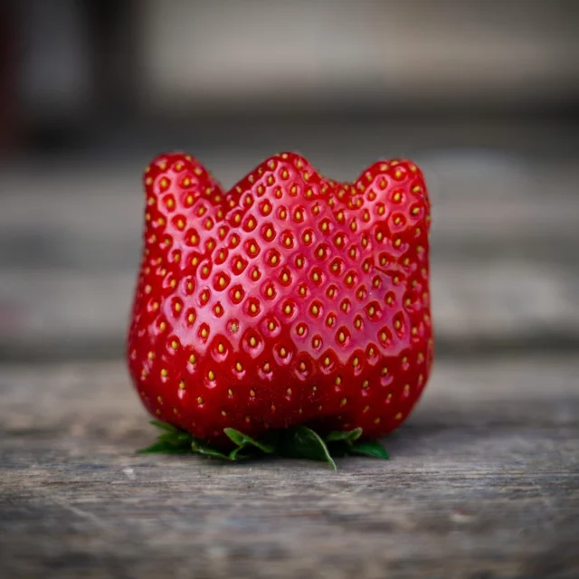 À notre grand regret, la saison s'est terminée beaucoup plus tôt que prévu, seulement quatre petites semaines 🥲
Les fortes chaleurs et orages de ces dernières semaines ont contribué à cette précocité
.
Nous espérons que nos fraises et leurs parfums ont été à la hauteur de vos espérances ☺️
On se donne rendez-vous en 2026 pour une nouvelle saison fruitée 🍓
.
D'ici là, vous pourrez trouver nos produits dérivés de la fraise sur quelques marchés, salons et foires gastronomiques les week-end 😄
Étant donné que cette année nous avons repiqué plusieurs variétés remontantes, il est fort probable qu'un peu de fraises se retrouvent sur nos étals dès septembre 🥰
Consultez Facebook et Instagram pour rester informés
.
Passez un très bel été ensoleillé ⛱☀️
Prenez soin de vous et de vos proches ! 🫶
.
Photo © @mgxlvs.photos ❤️
.
————
🍓 #fraise #fraises #fraisier #fraisiers #fruit #fruitsrouges #rouge #fruitsdesaison #saison #printemps #spring #agriculture #agriculteur #producteur #producteurlocal #produitslocaux #produitsdesaison #champs #pleinchamp #strawberry #strawberries #cultures #nature #pnr #vexin #vexinfrançais #pnrvexinfrancais #valdoise #clery #ventedirecte